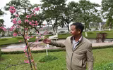 Anh đào Nhật Bản nở hoa, rực rỡ khoe sắc tại Hà Nội